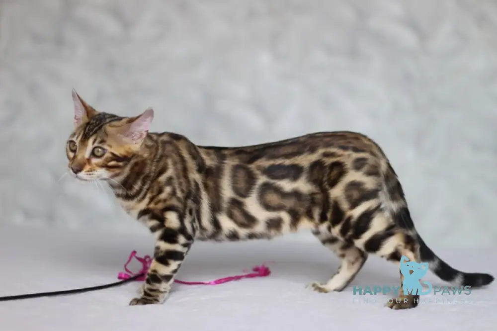 Nil Bengal male black spotted tabby live animals