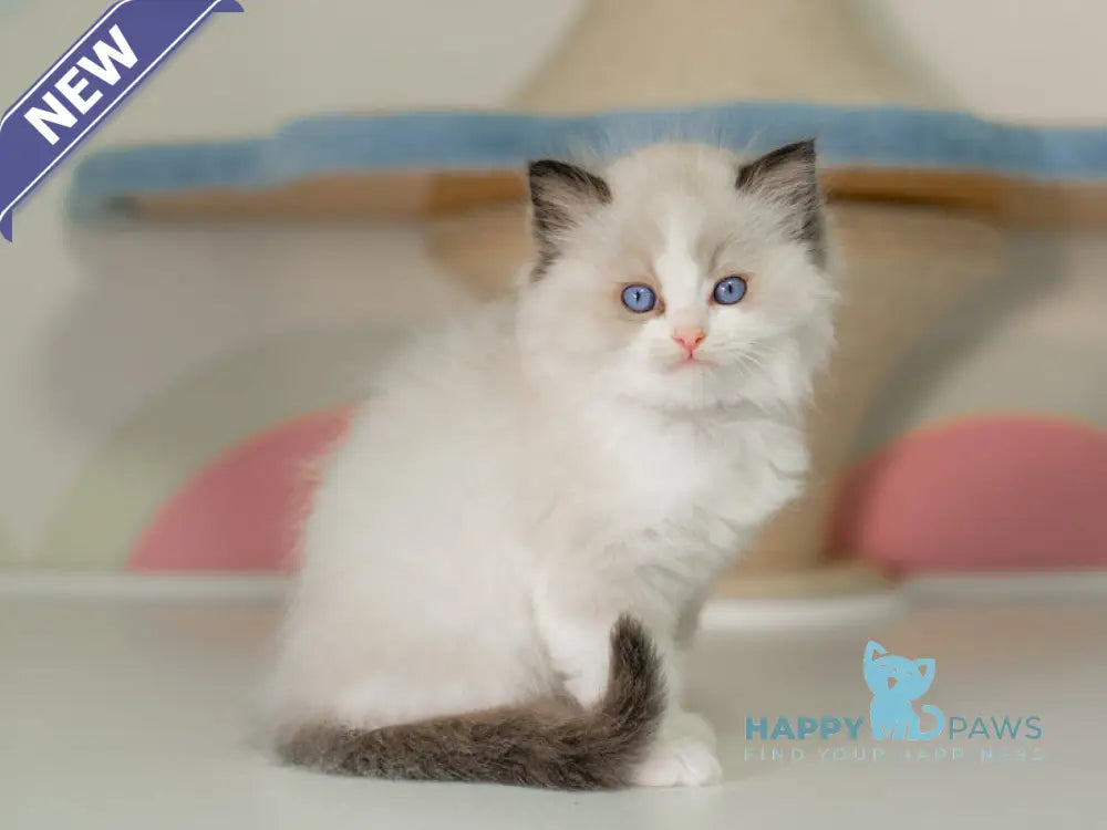 Niles Ragdoll male seal bicolour live animals