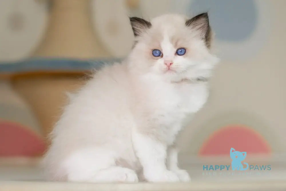 Niles Ragdoll male seal bicolour live animals