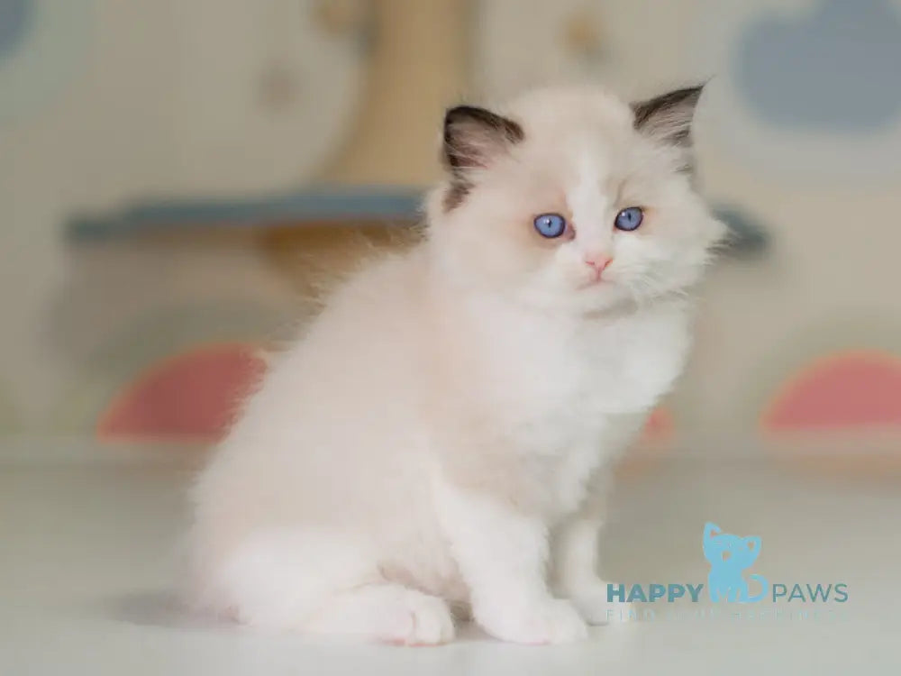 Niles Ragdoll male seal bicolour live animals