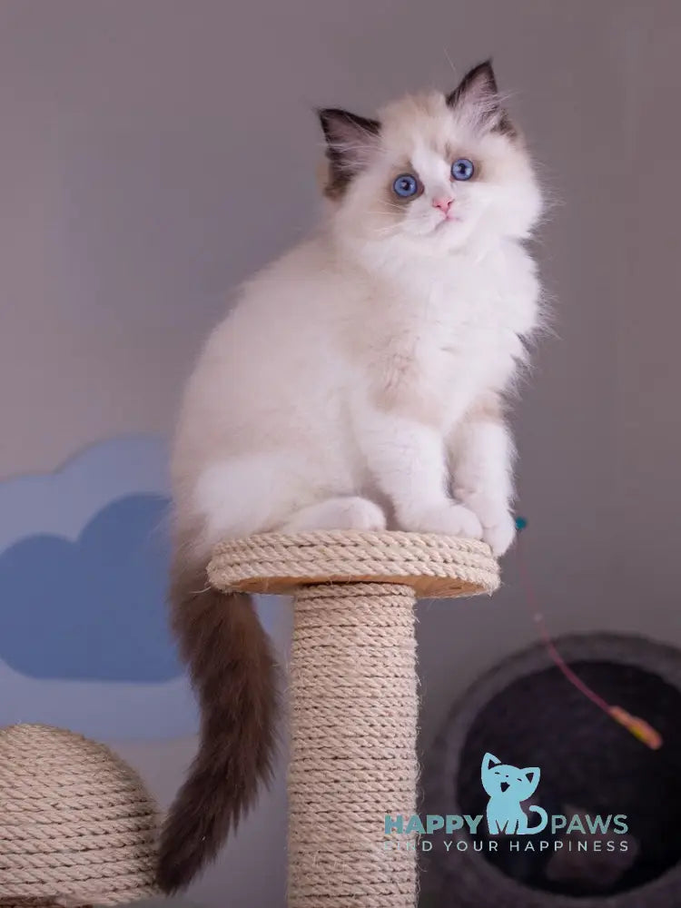 Niles Ragdoll male seal bicolour live animals