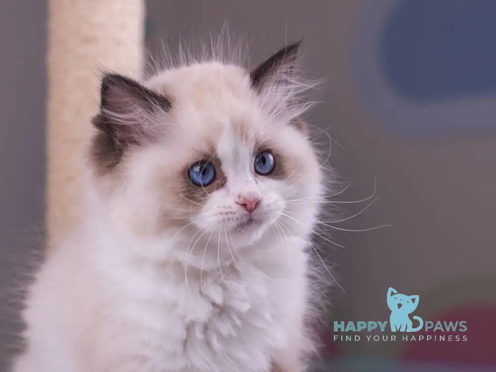 Niles Ragdoll male seal bicolour live animals