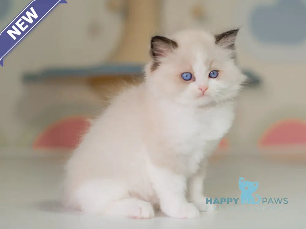 Niles Ragdoll male seal bicolour live animals