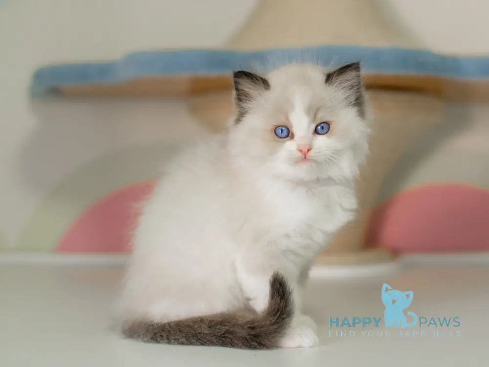 Niles Ragdoll male seal bicolour live animals