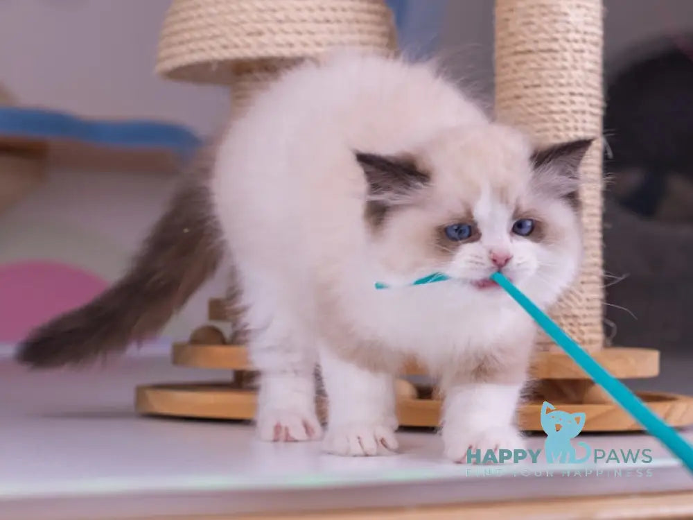 Niles Ragdoll male seal bicolour live animals