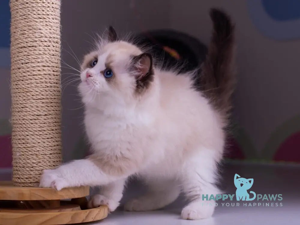 Niles Ragdoll male seal bicolour live animals