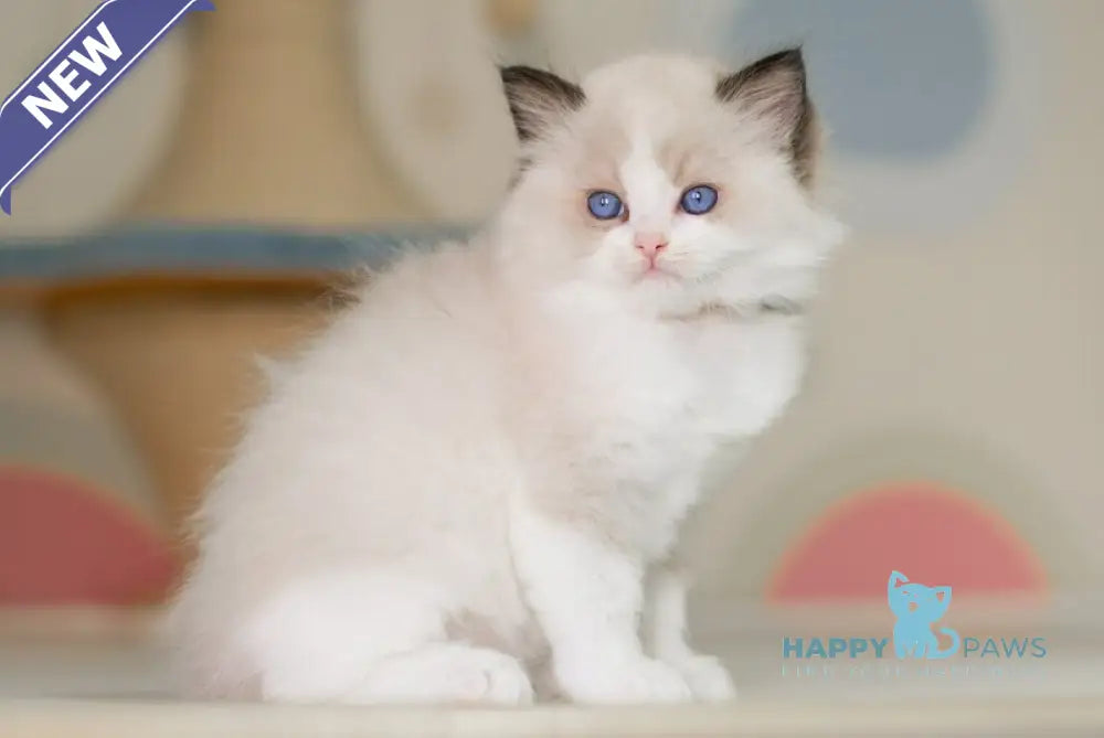 Niles Ragdoll male seal bicolour live animals