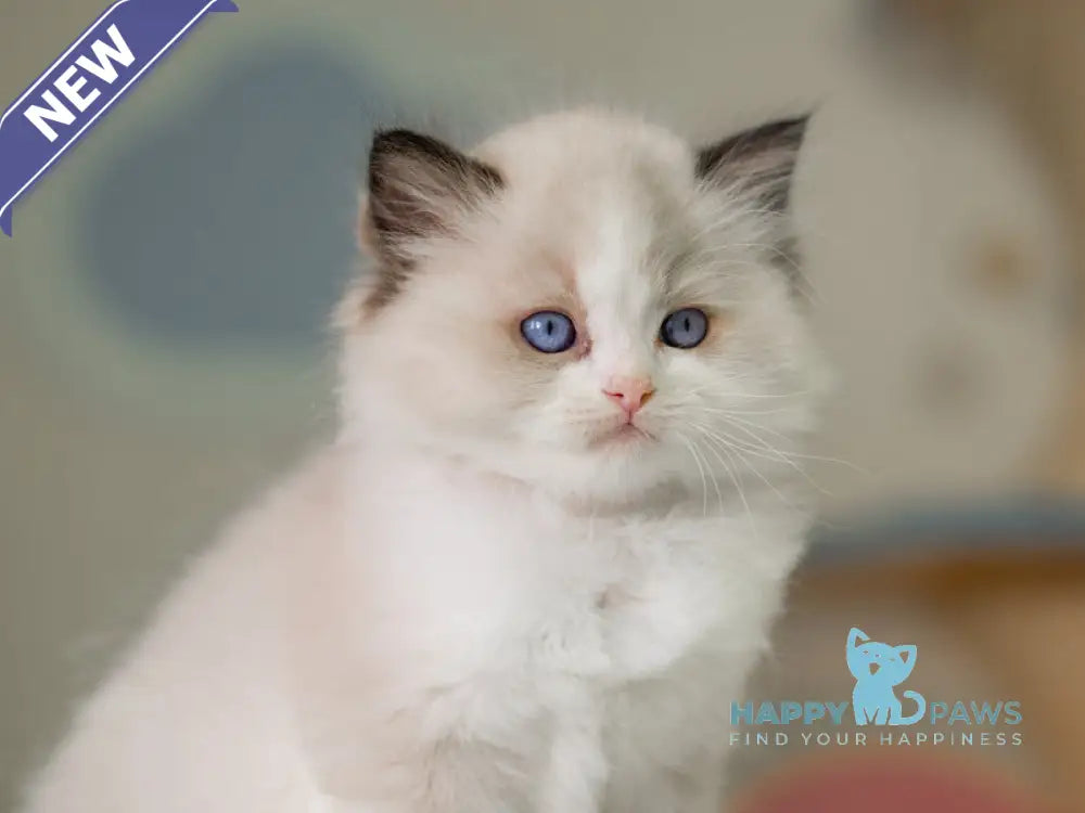 Niles Ragdoll male seal bicolour live animals