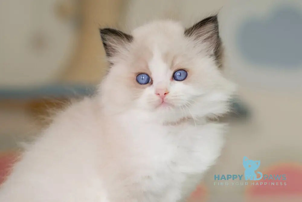 Niles Ragdoll male seal bicolour live animals