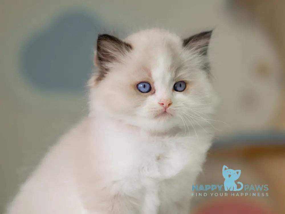 Niles Ragdoll male seal bicolour live animals