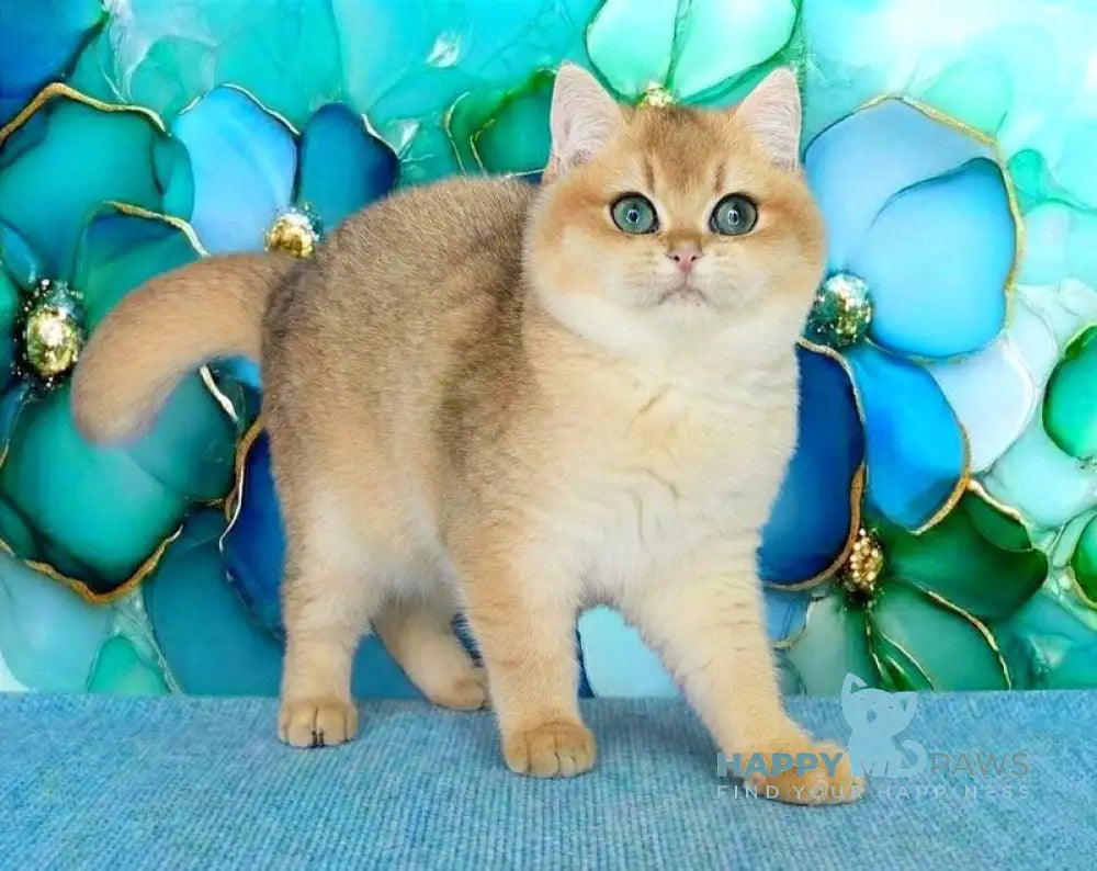 Nils British Shorthair male black golden shaded live animals