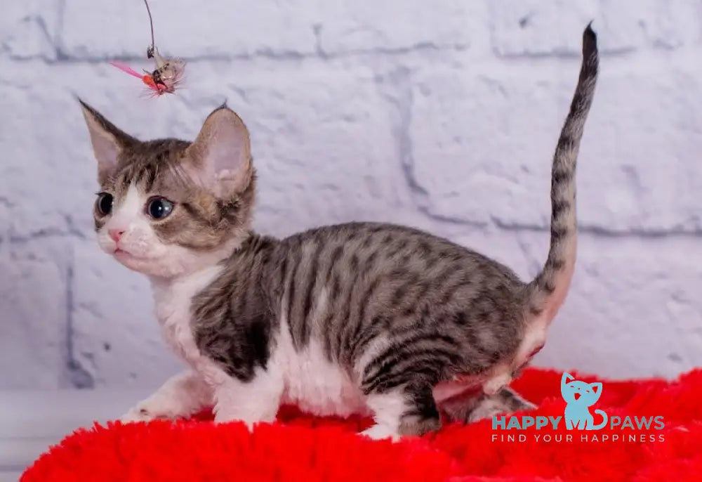 Nils Devon Rex male black tabby bicolour live animals