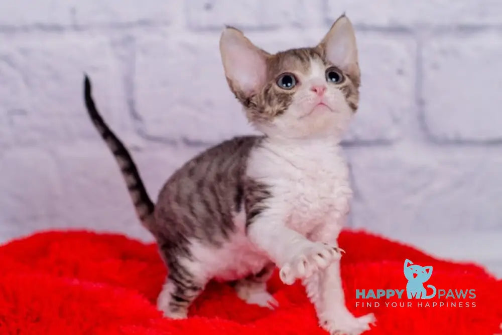 Nils Devon Rex male black tabby bicolour live animals