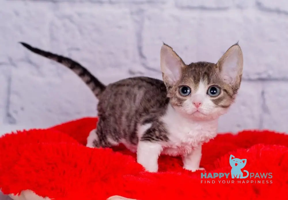 Nils Devon Rex male black tabby bicolour live animals