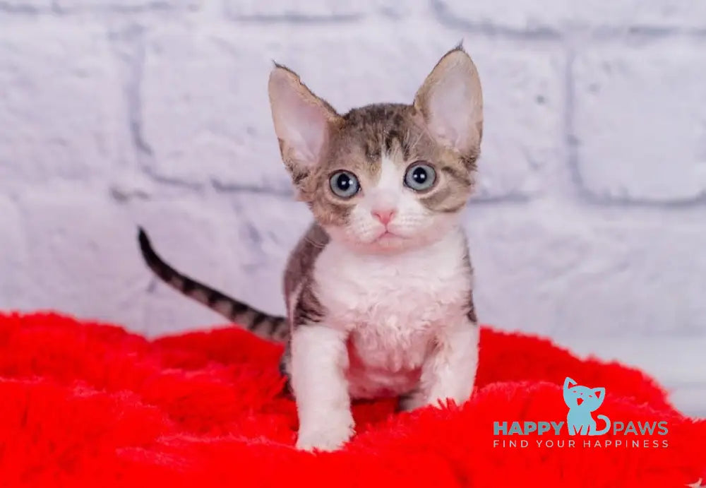 Nils Devon Rex male black tabby bicolour live animals