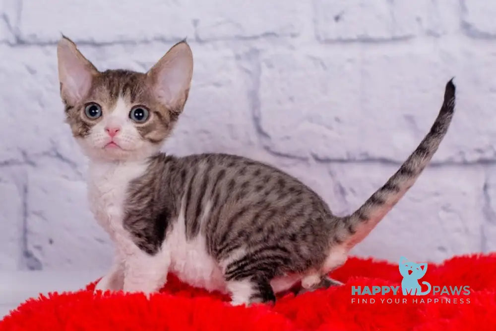 Nils Devon Rex male black tabby bicolour live animals