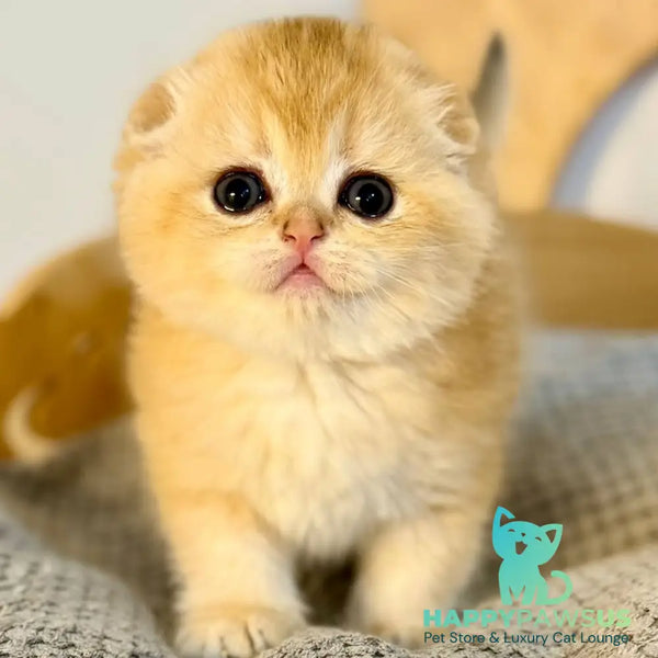 Nils Scottish Fold male black golden chinchilla - live animals