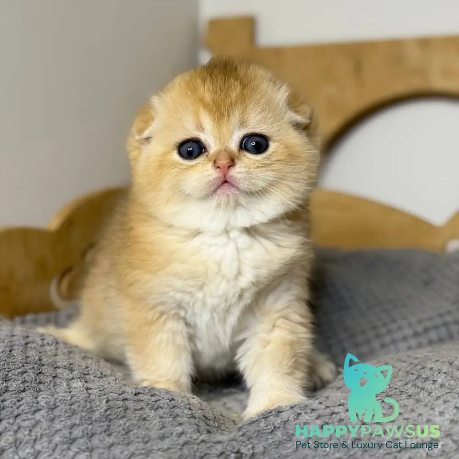 Nils Scottish Fold male black golden chinchilla - live animals