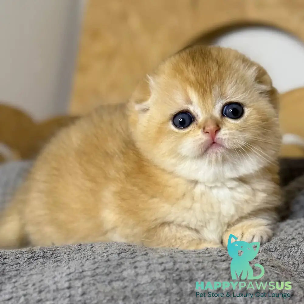 Nils Scottish Fold male black golden chinchilla - live animals
