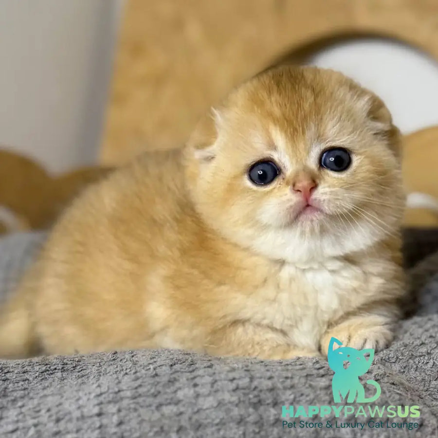 Nils Scottish Fold male black golden chinchilla - live animals