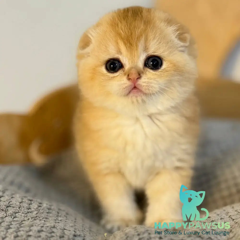 Nils Scottish Fold male black golden chinchilla - live animals