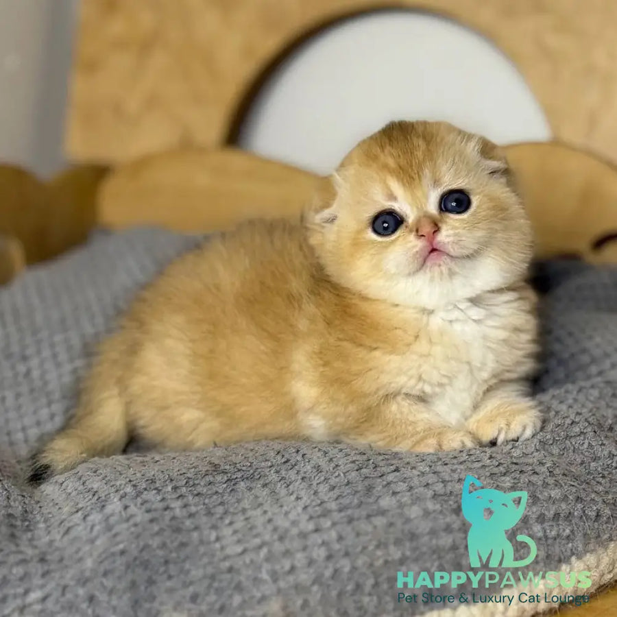 Nils Scottish Fold male black golden chinchilla - live animals