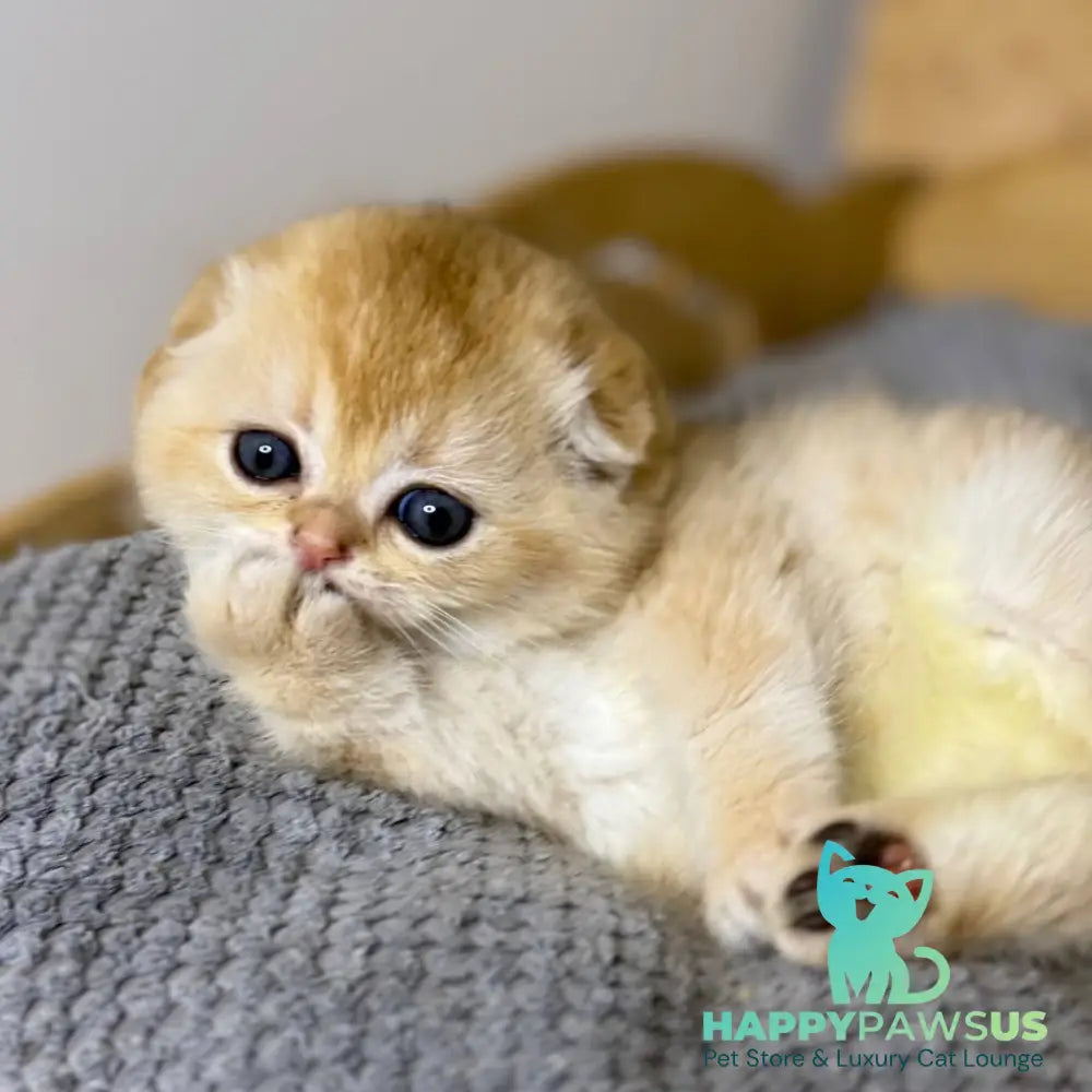 Nils Scottish Fold male black golden chinchilla - live animals