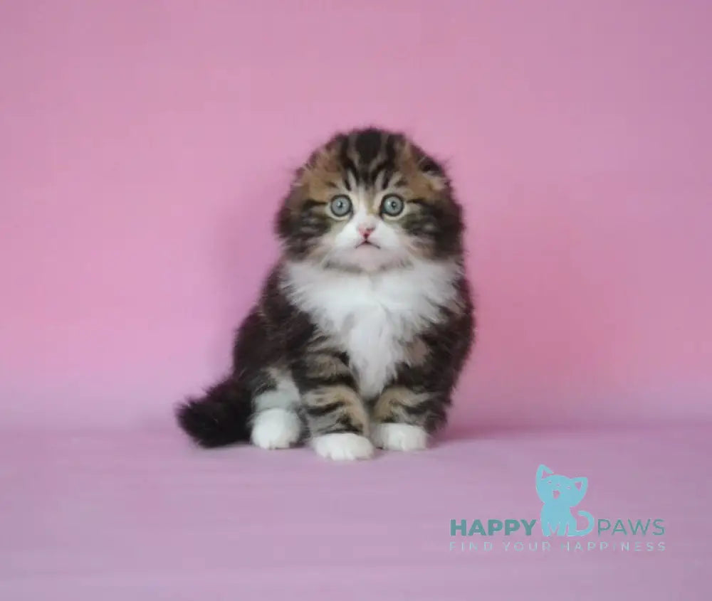 Nils Scottish Fold male black tabby bicolour live animals