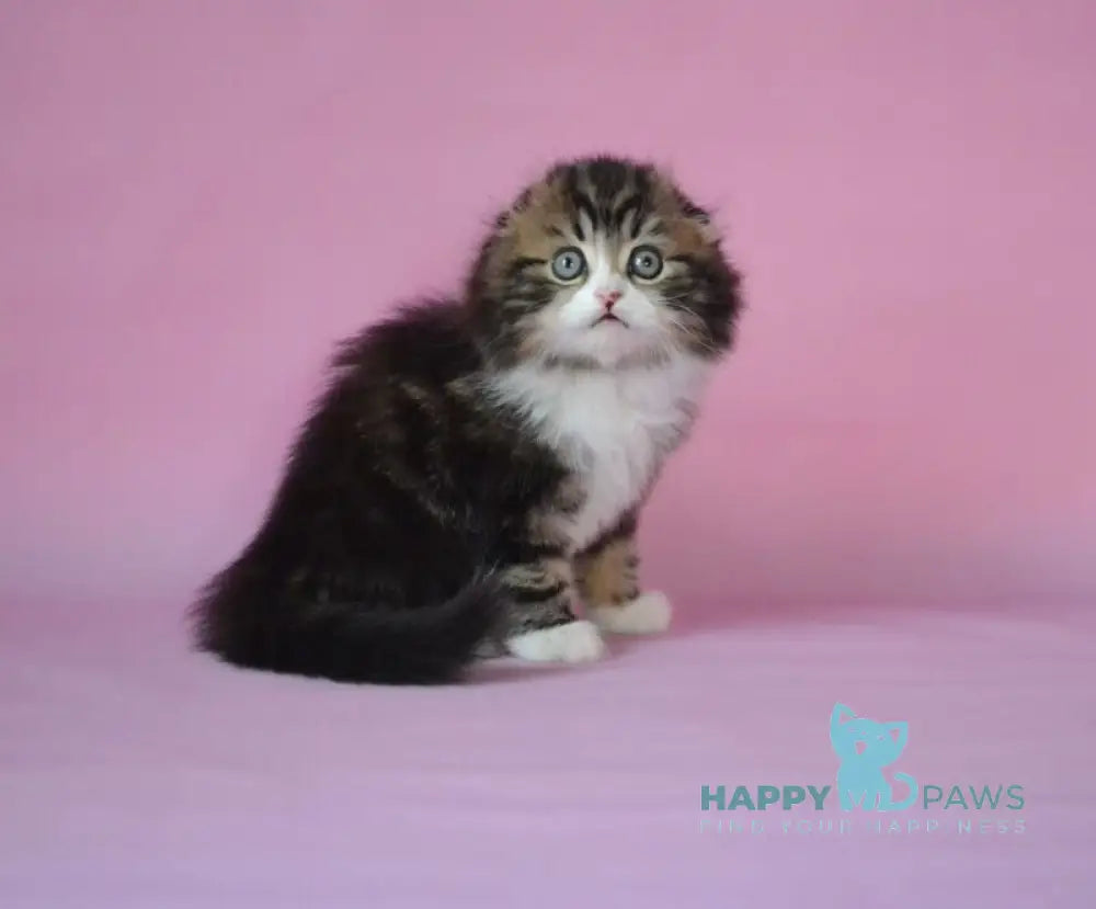 Nils Scottish Fold male black tabby bicolour live animals