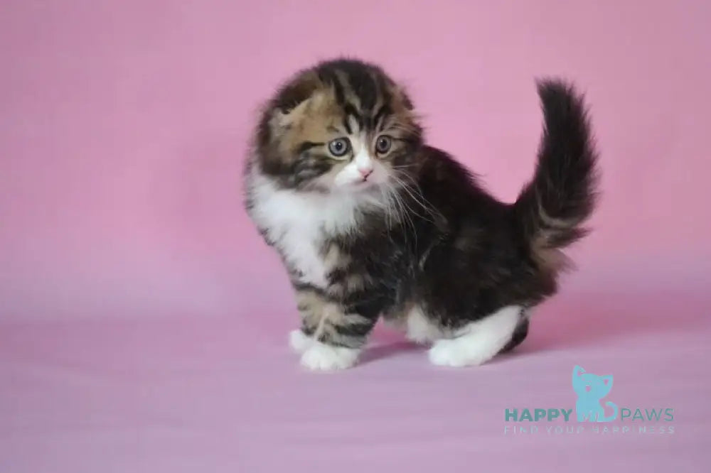 Nils Scottish Fold male black tabby bicolour live animals