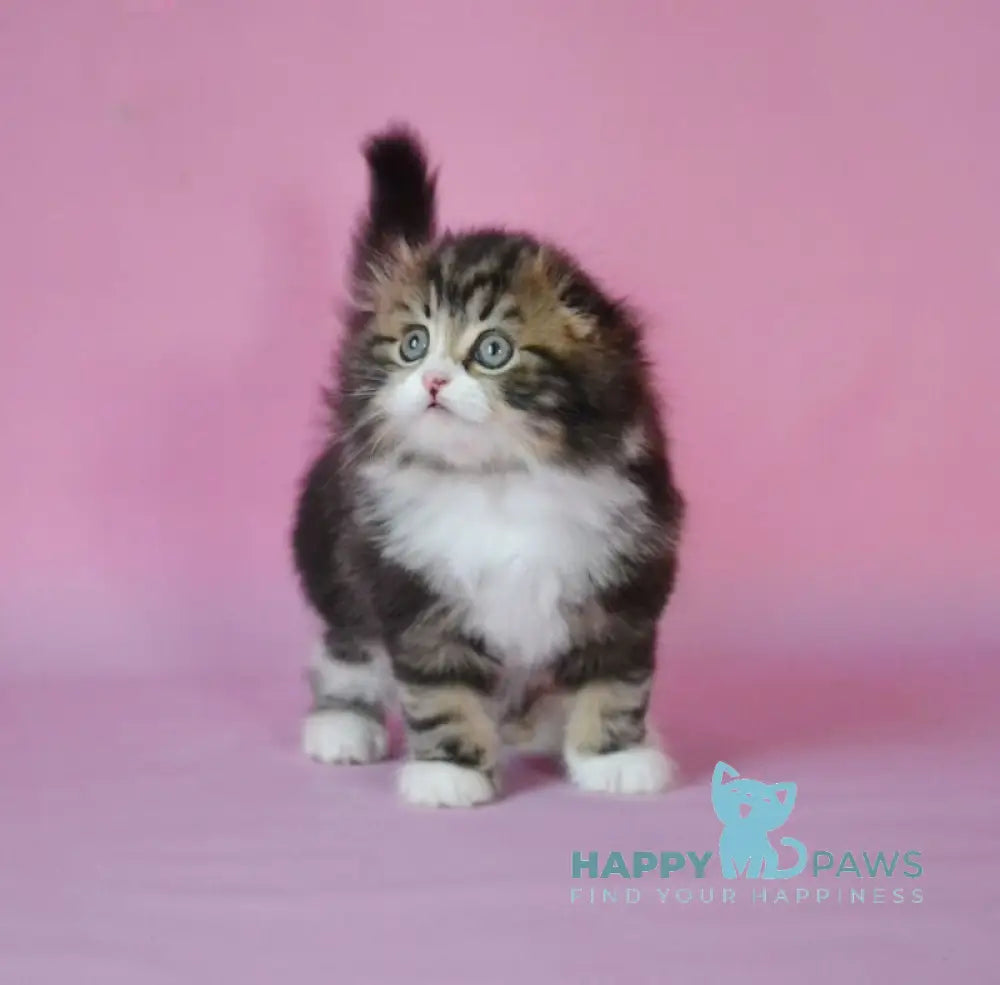 Nils Scottish Fold male black tabby bicolour live animals