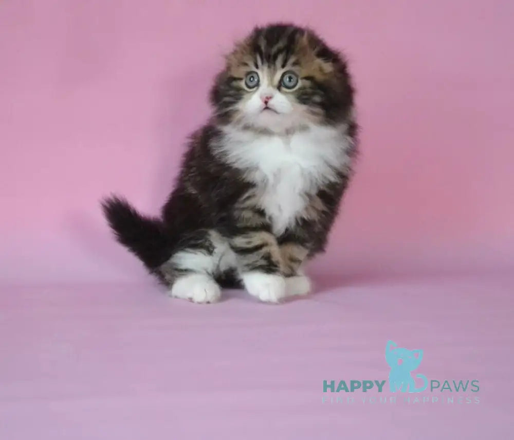 Nils Scottish Fold male black tabby bicolour live animals