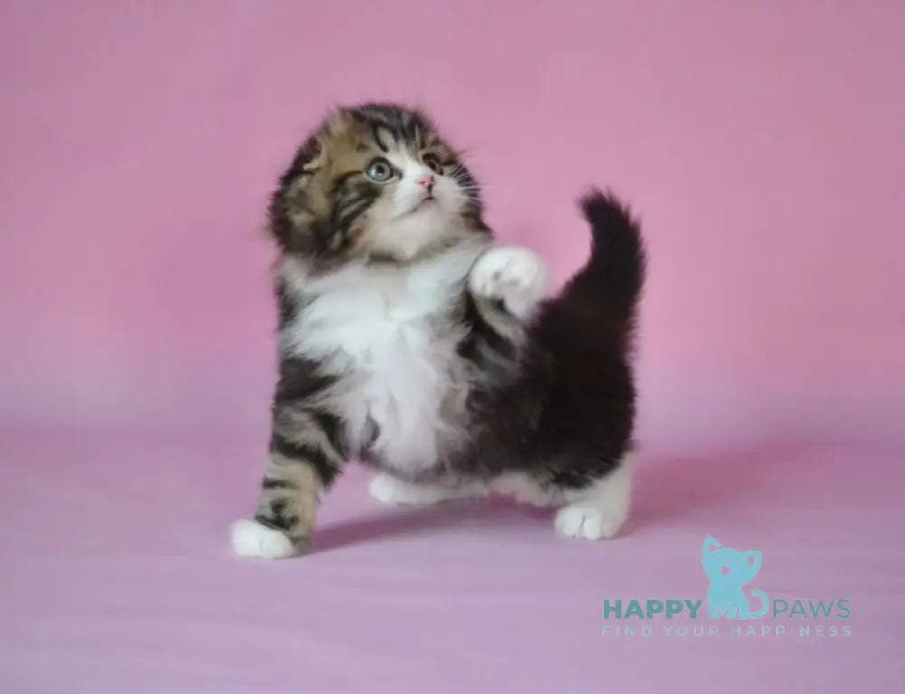 Nils Scottish Fold male black tabby bicolour live animals