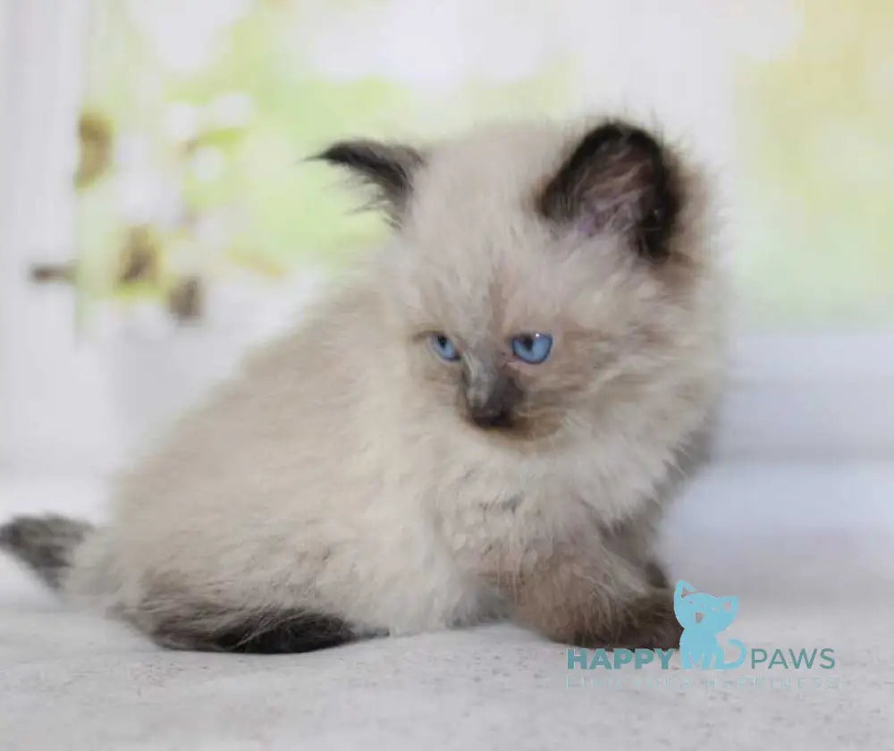 Nils Siberian male black pointed - live animals