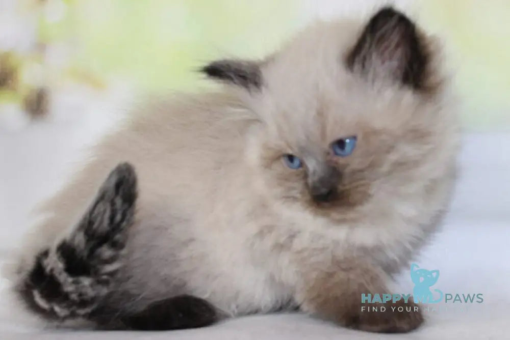 Nils Siberian male black pointed - live animals