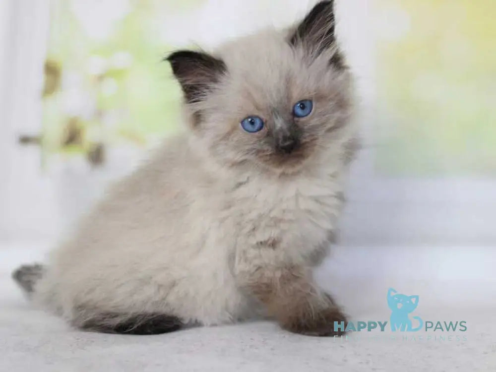 Nils Siberian male black pointed - live animals