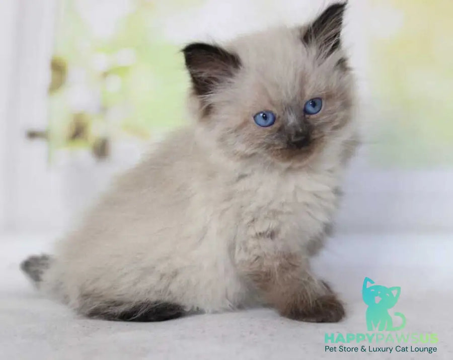 Nils Siberian male black pointed - live animals