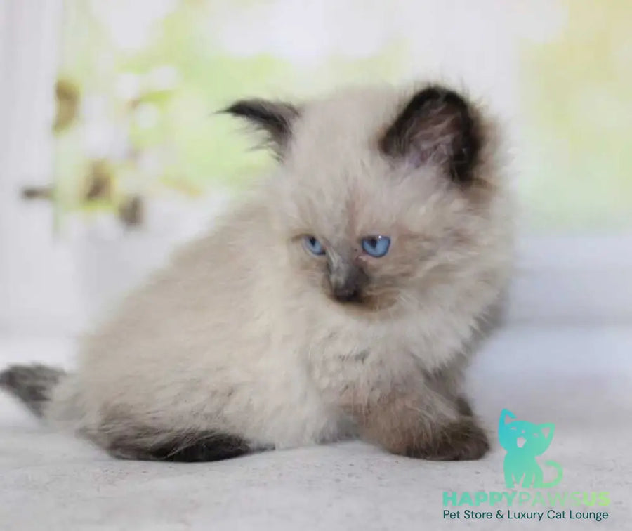 Nils Siberian male black pointed - live animals