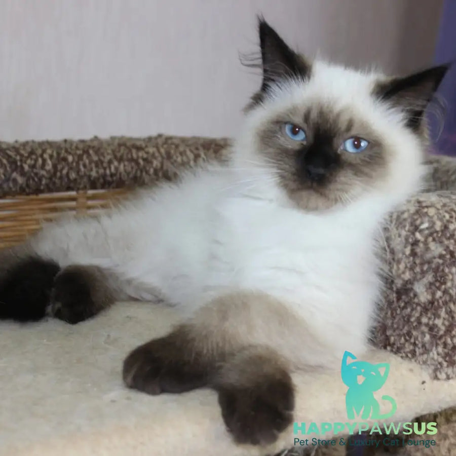 Nils Siberian male black pointed - live animals