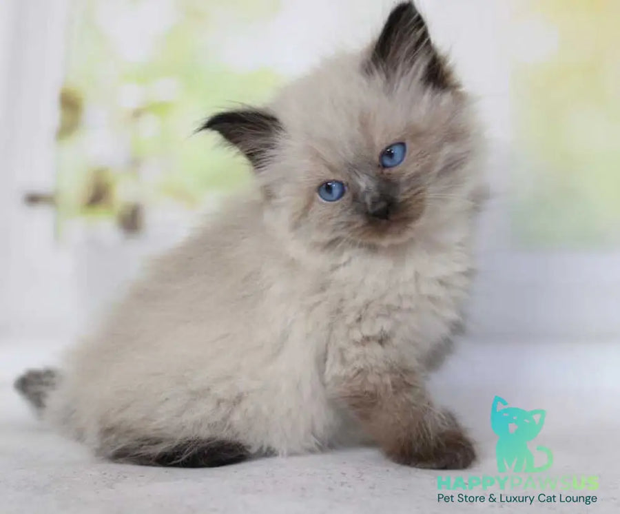 Nils Siberian male black pointed - live animals