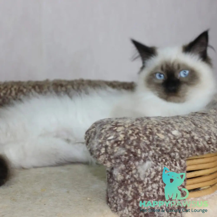 Nils Siberian male black pointed - live animals