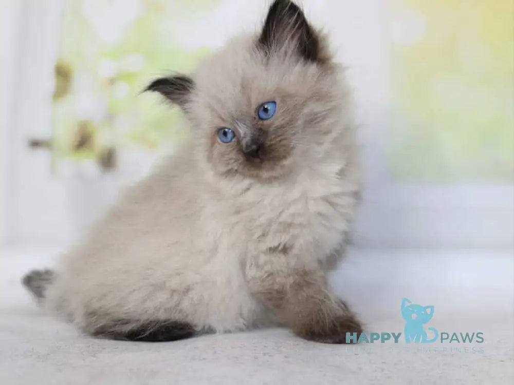 Nils Siberian male black pointed - live animals