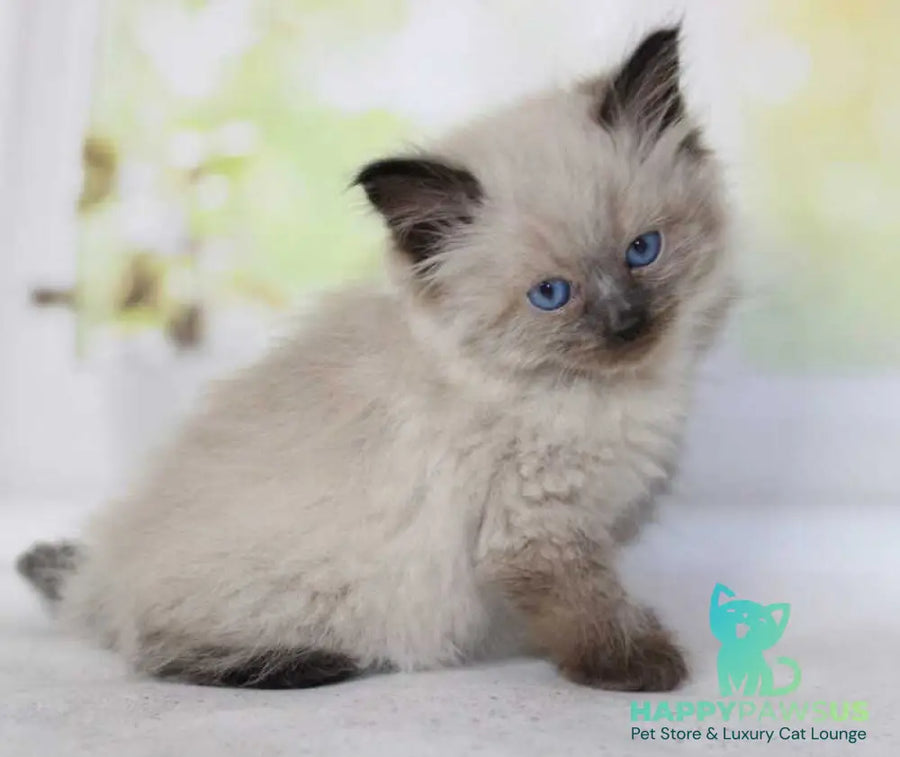 Nils Siberian male black pointed - live animals