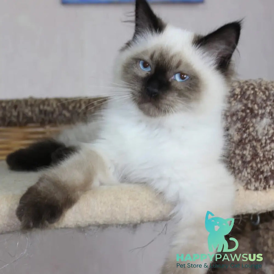 Nils Siberian male black pointed - live animals