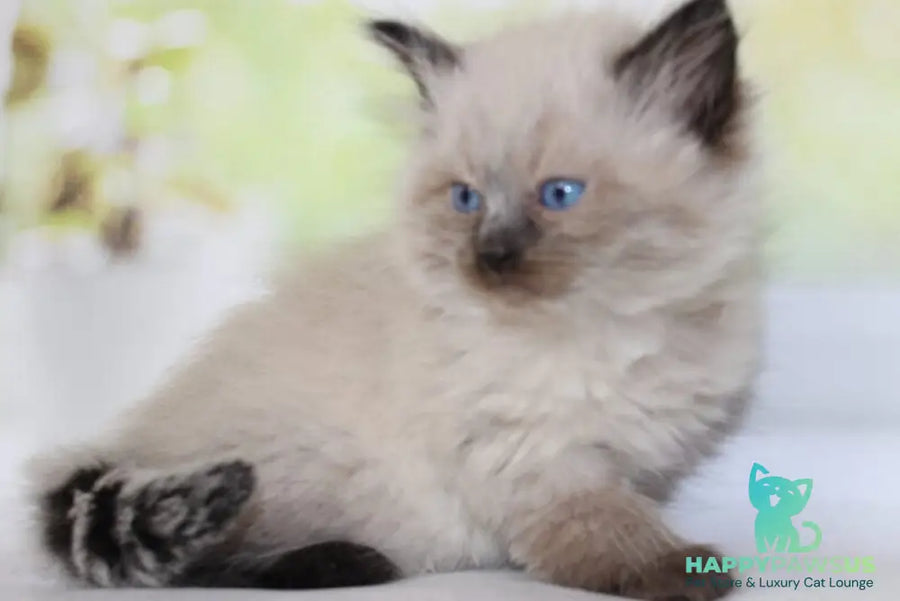 Nils Siberian male black pointed - live animals