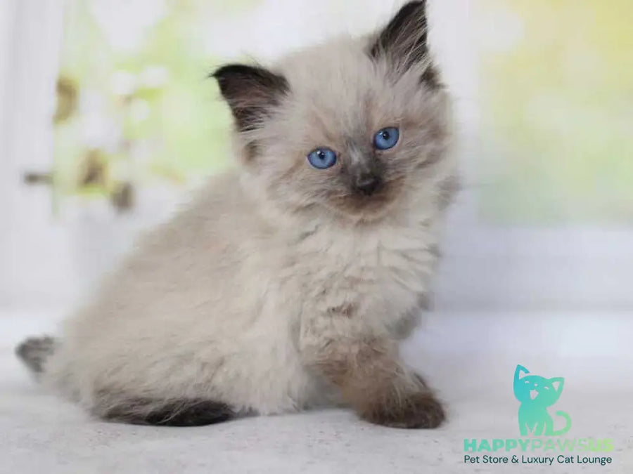 Nils Siberian male black pointed - live animals