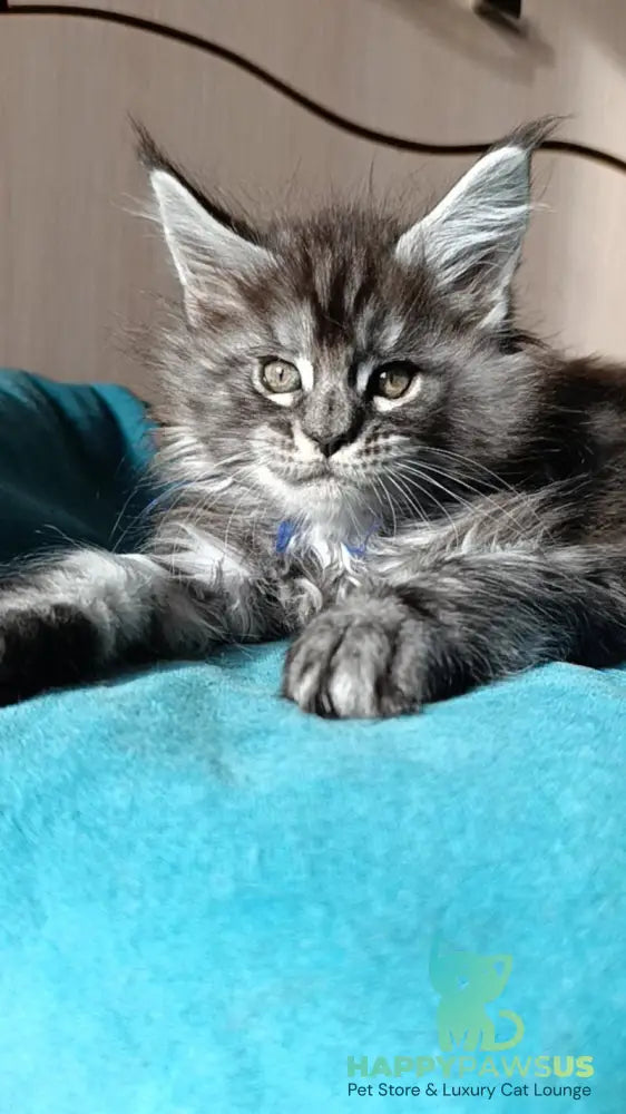 Nilson Maine Coon male black silver tabby live animals