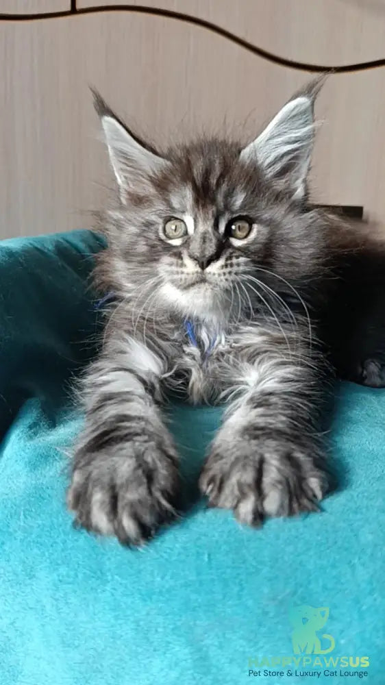 Nilson Maine Coon male black silver tabby live animals