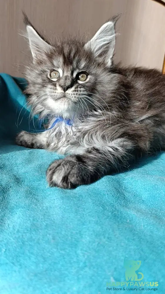 Nilson Maine Coon male black silver tabby live animals