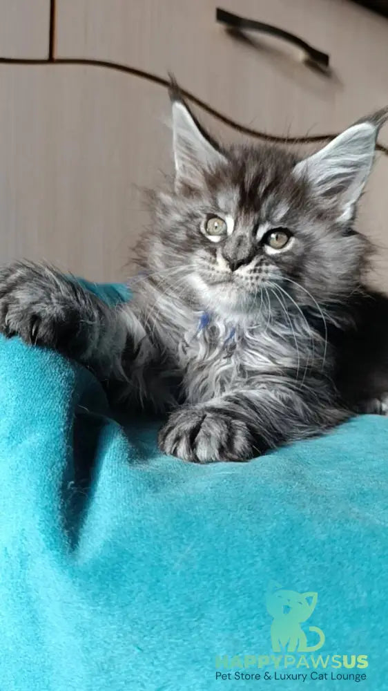 Nilson Maine Coon male black silver tabby live animals